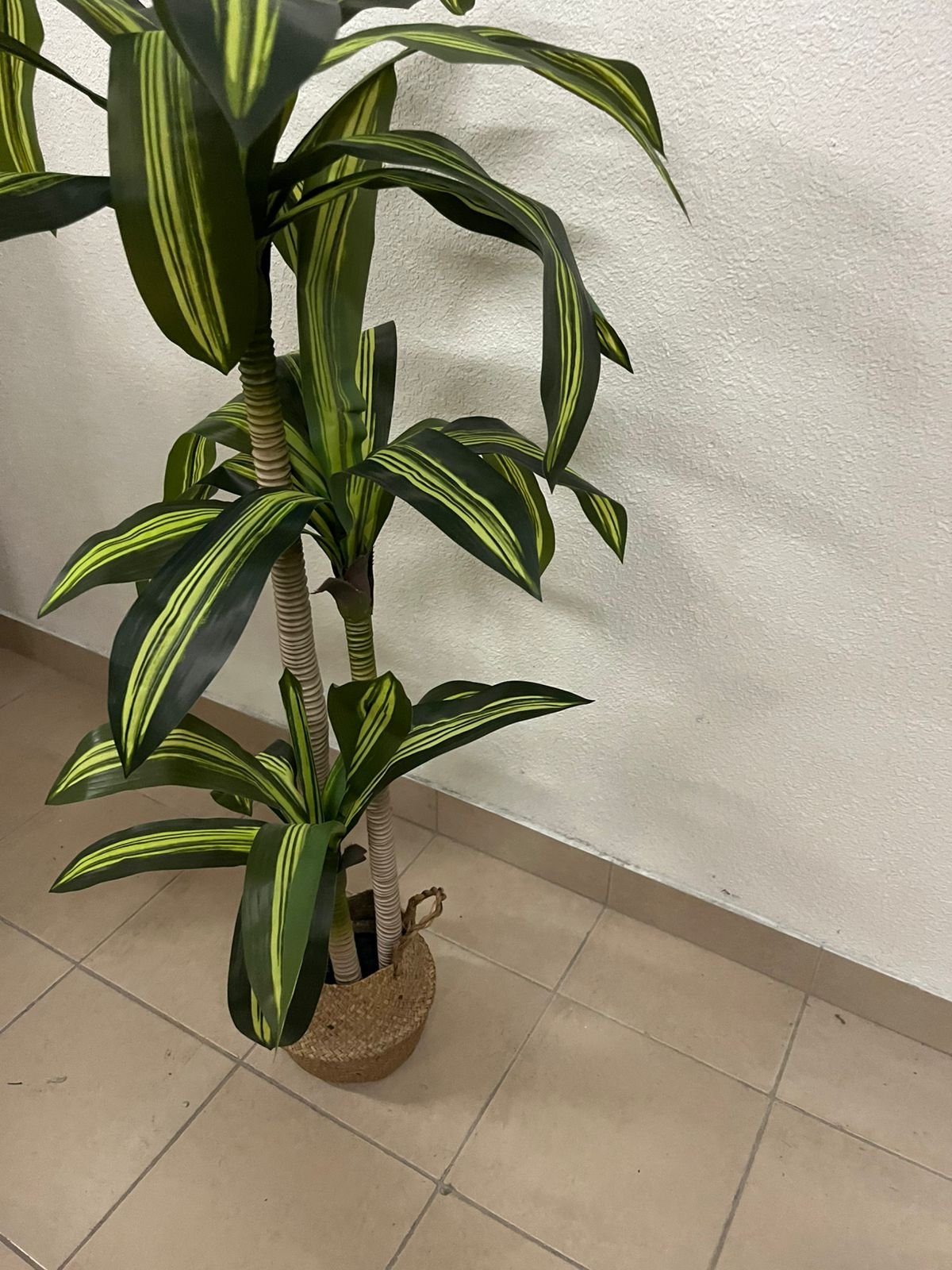 Artificial indoor dracaena tree in a woven seagrass basket - Image 2