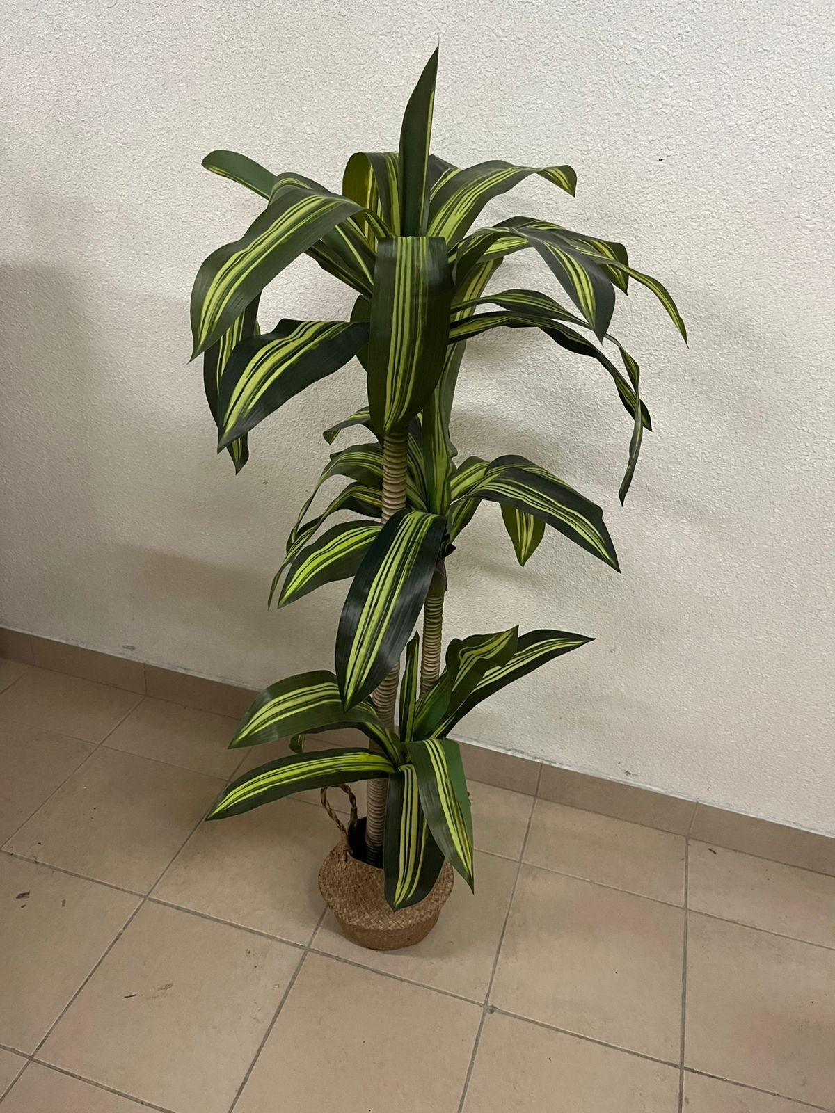 Artificial indoor dracaena tree in a woven seagrass basket - Image 3