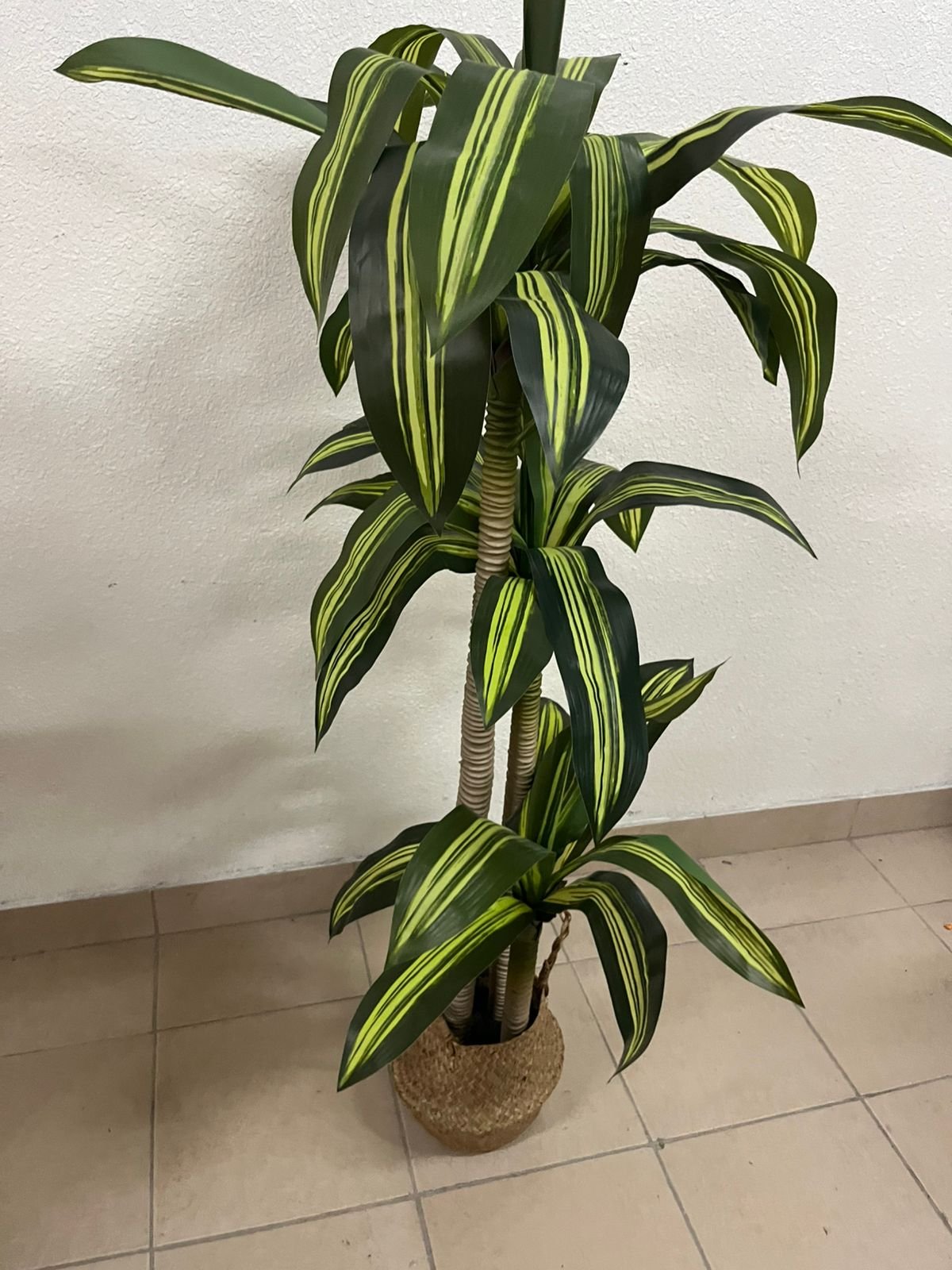 Artificial indoor dracaena tree in a woven seagrass basket