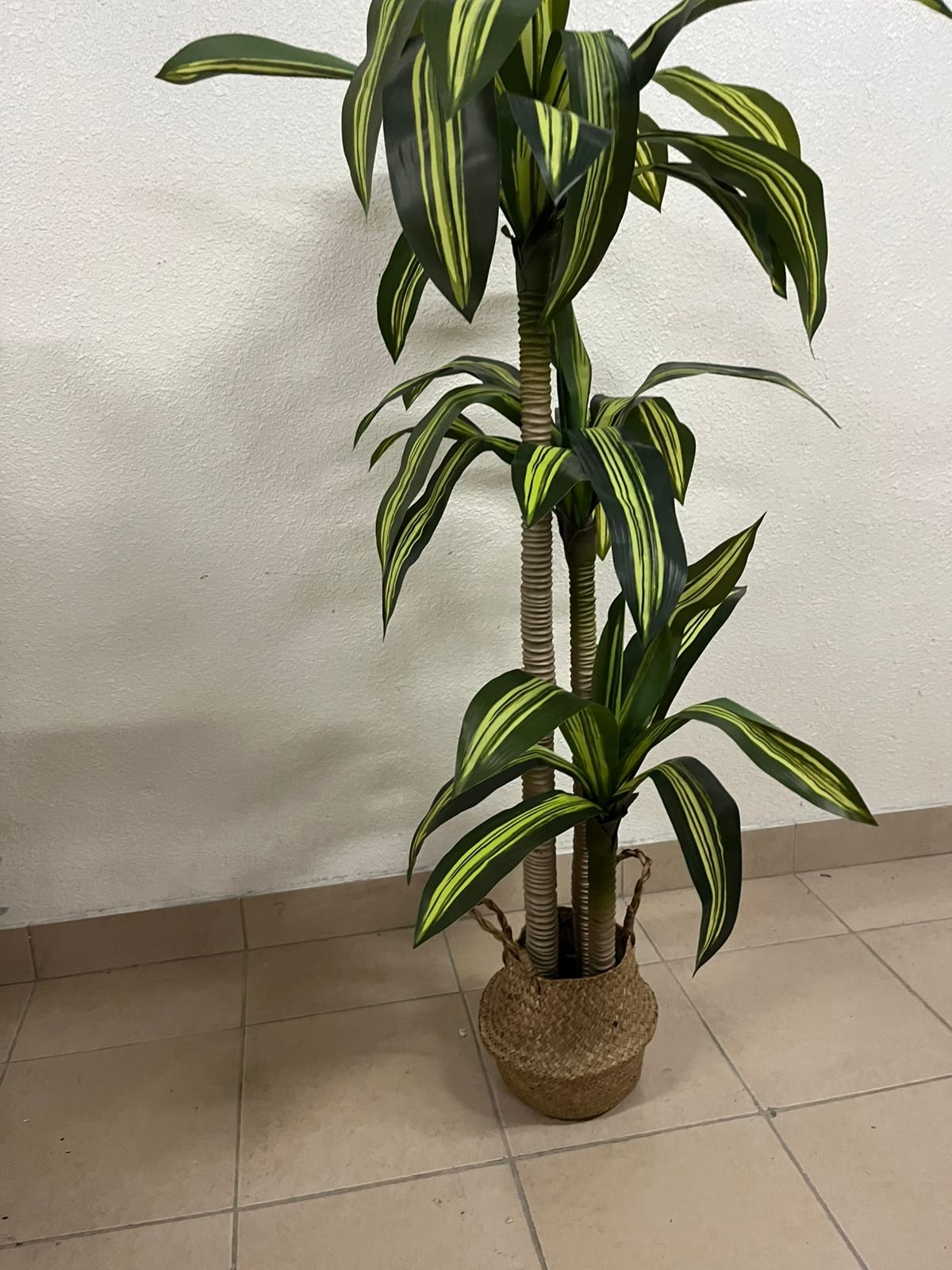 Artificial indoor dracaena tree in a woven seagrass basket - Image 6