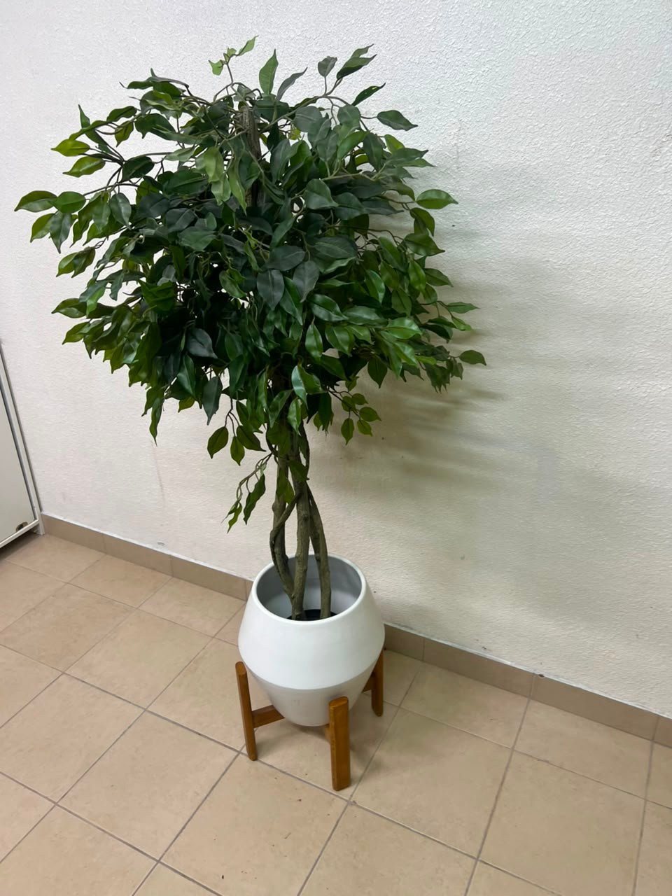 Artificial Ficus tree with dense green leaves and braided trunks - Image 7