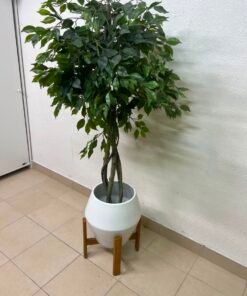 Artificial Ficus tree with dense green leaves and braided trunks