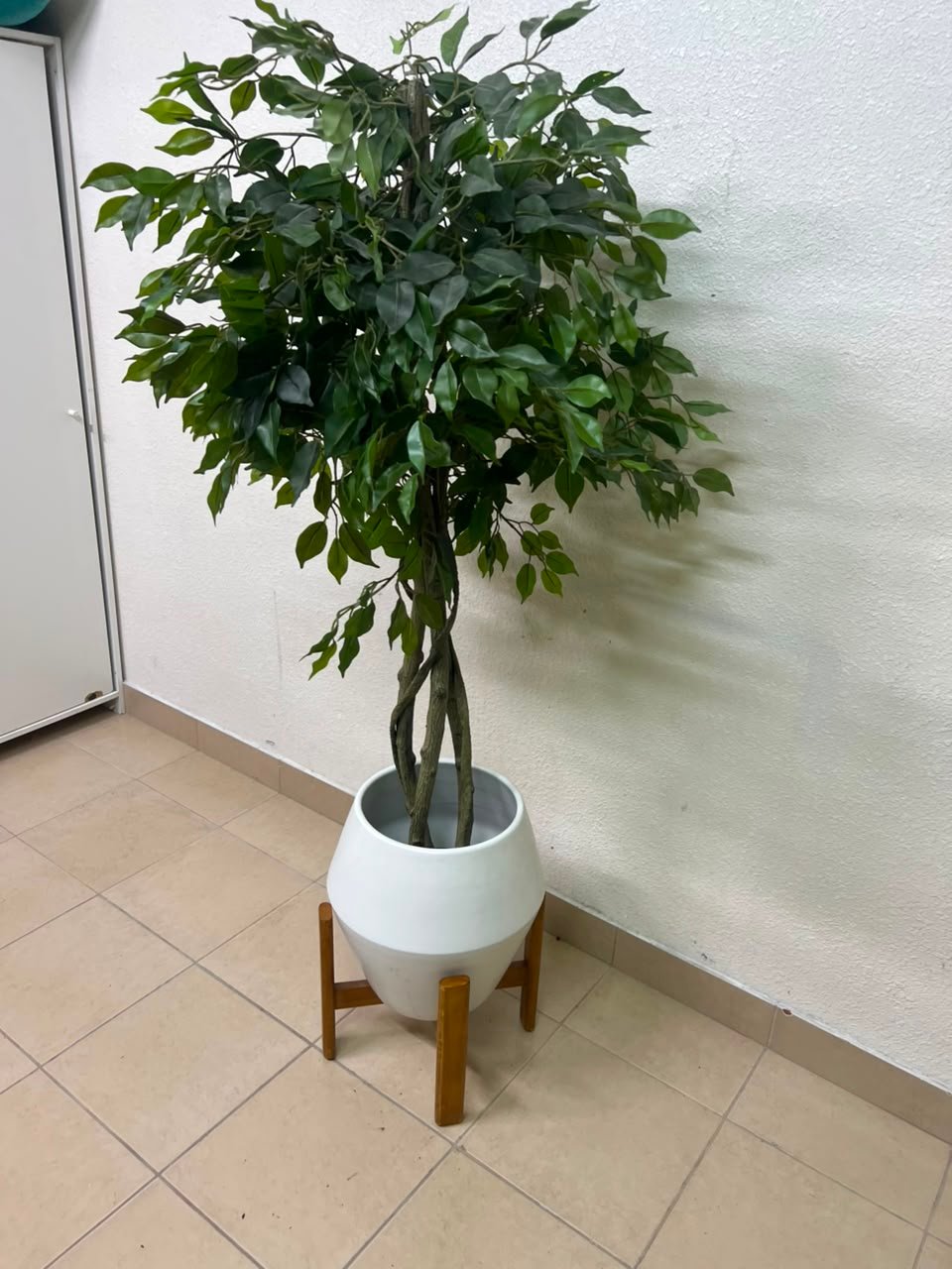 Artificial Ficus tree with dense green leaves and braided trunks