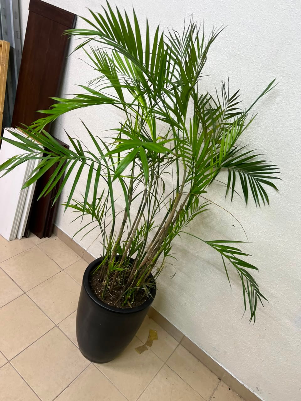 Areca Palm - Image 2