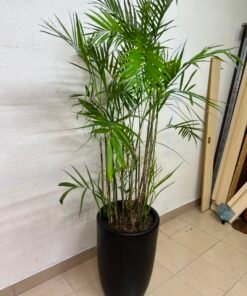 Areca Palm
