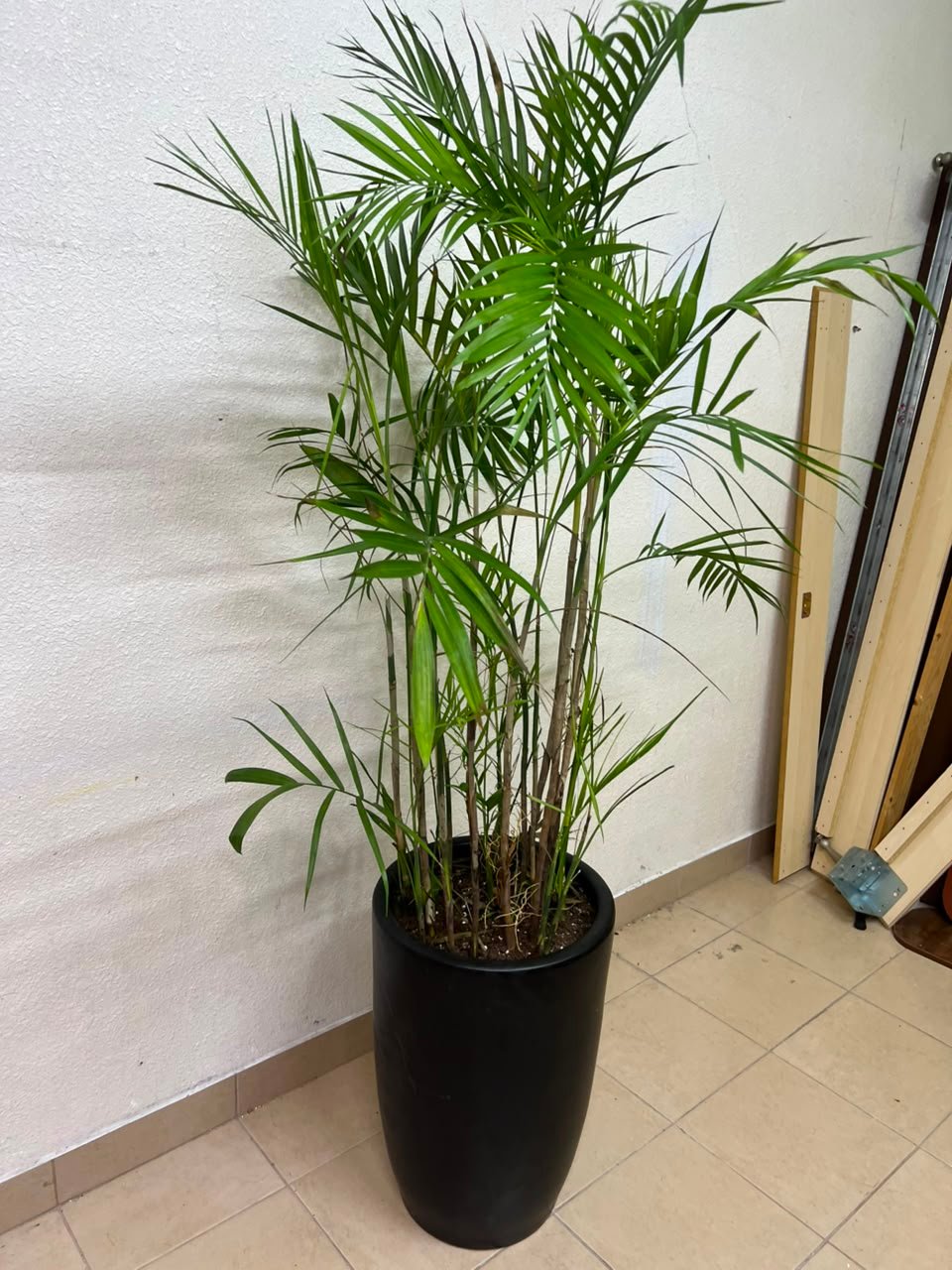 Areca Palm