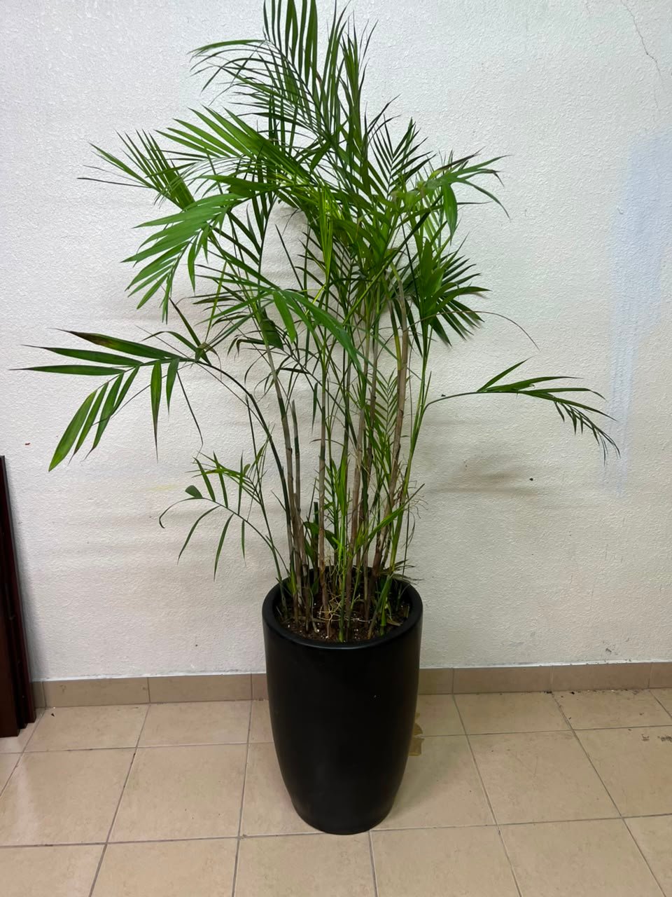 Areca Palm - Image 5