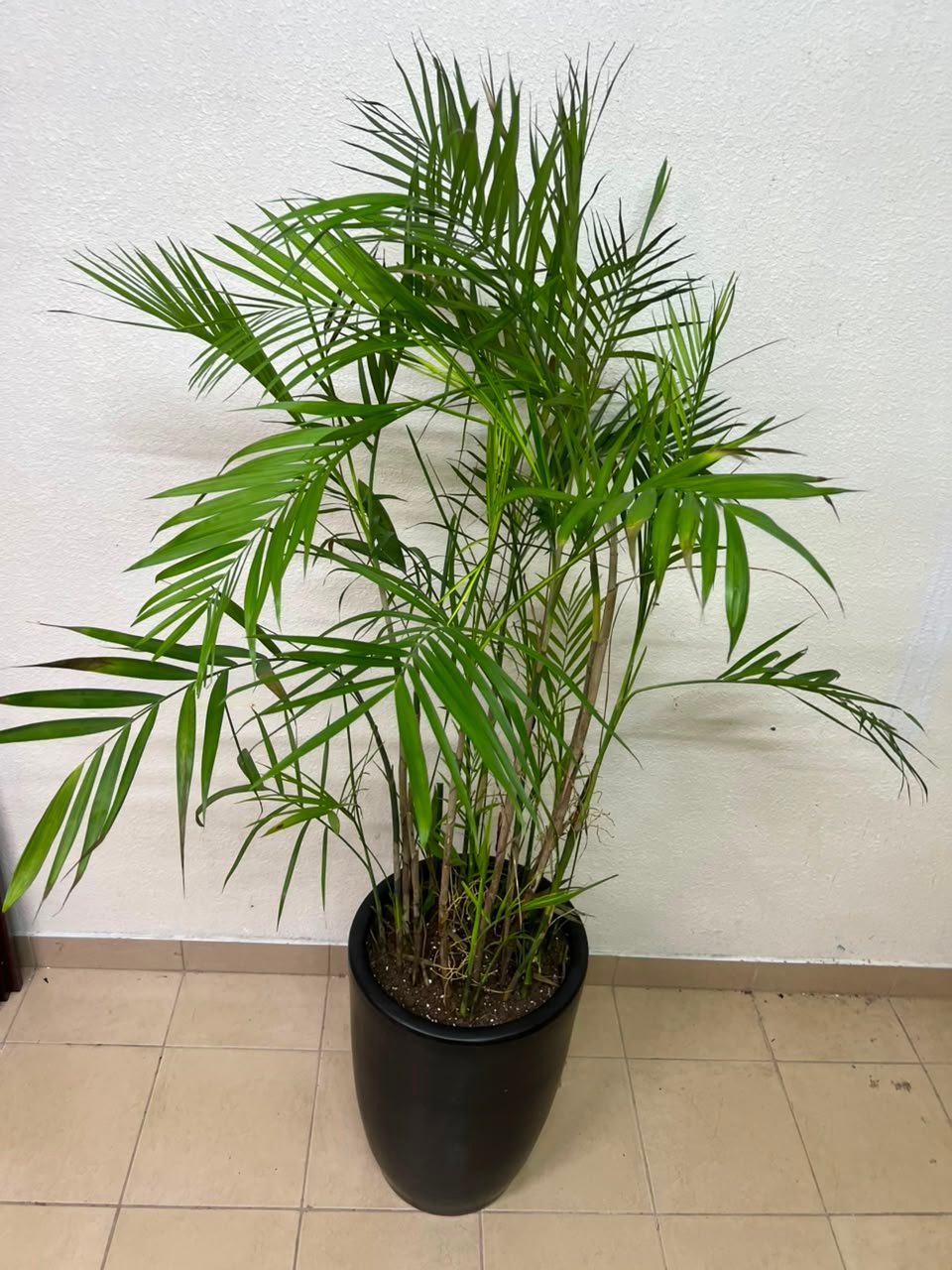 Areca Palm - Image 4