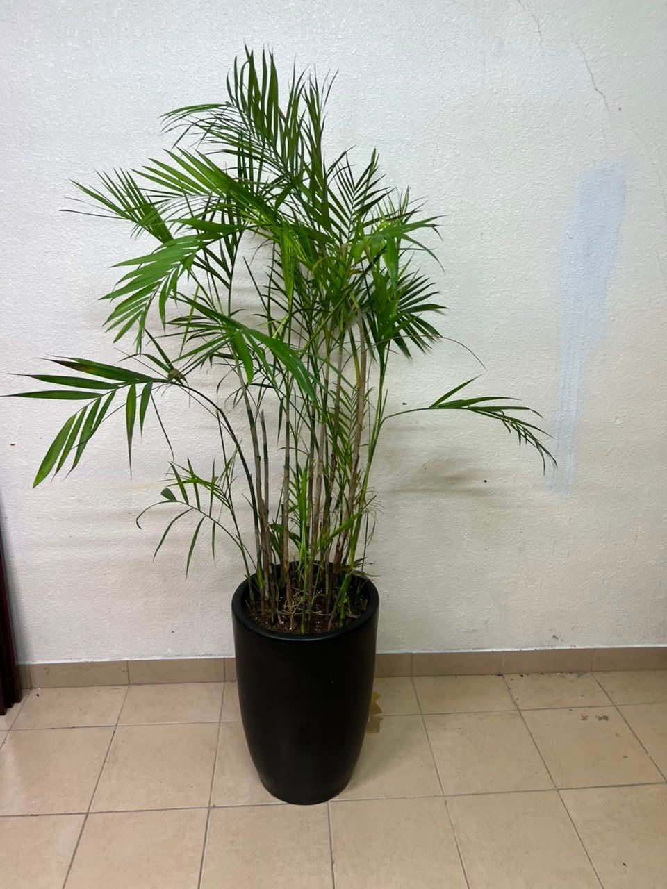 Areca Palm - Image 6